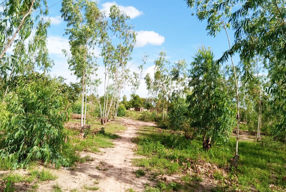 Un terrain d'1 ha en vente à Komsilga sur perfector Immobilier