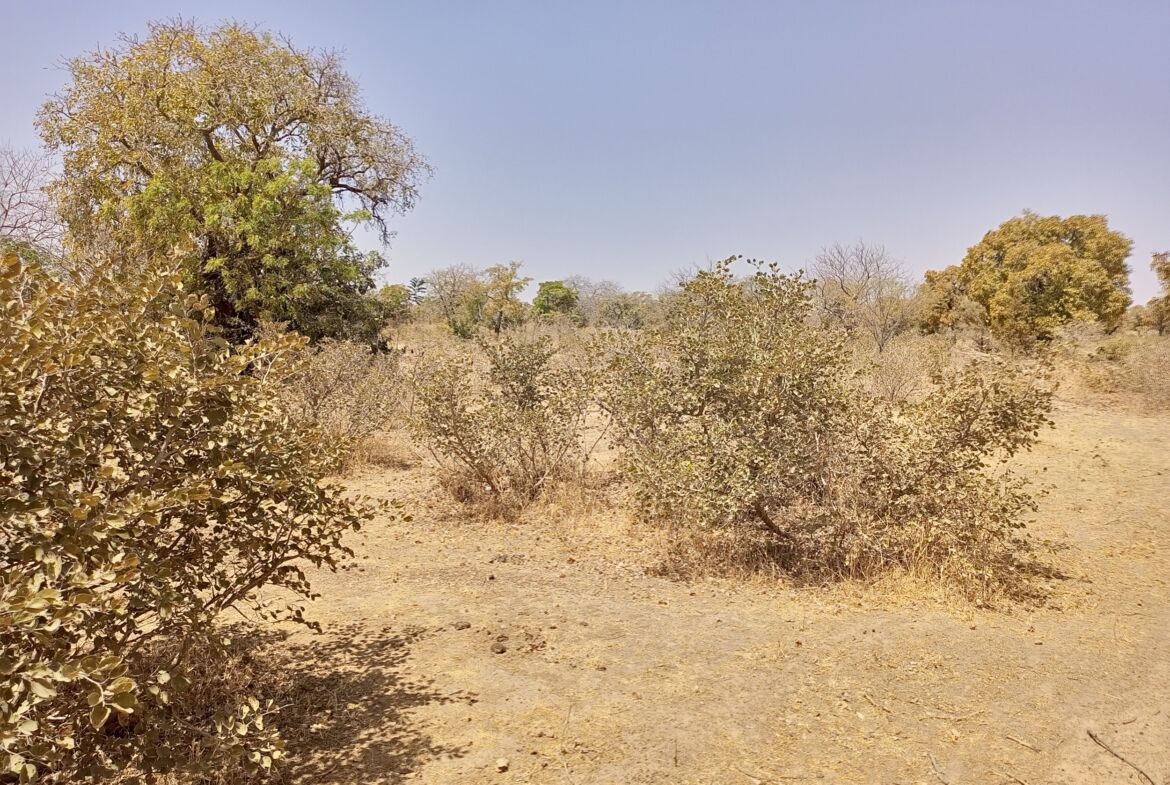 Un terrain de 19 546 M² en vente à Pabré