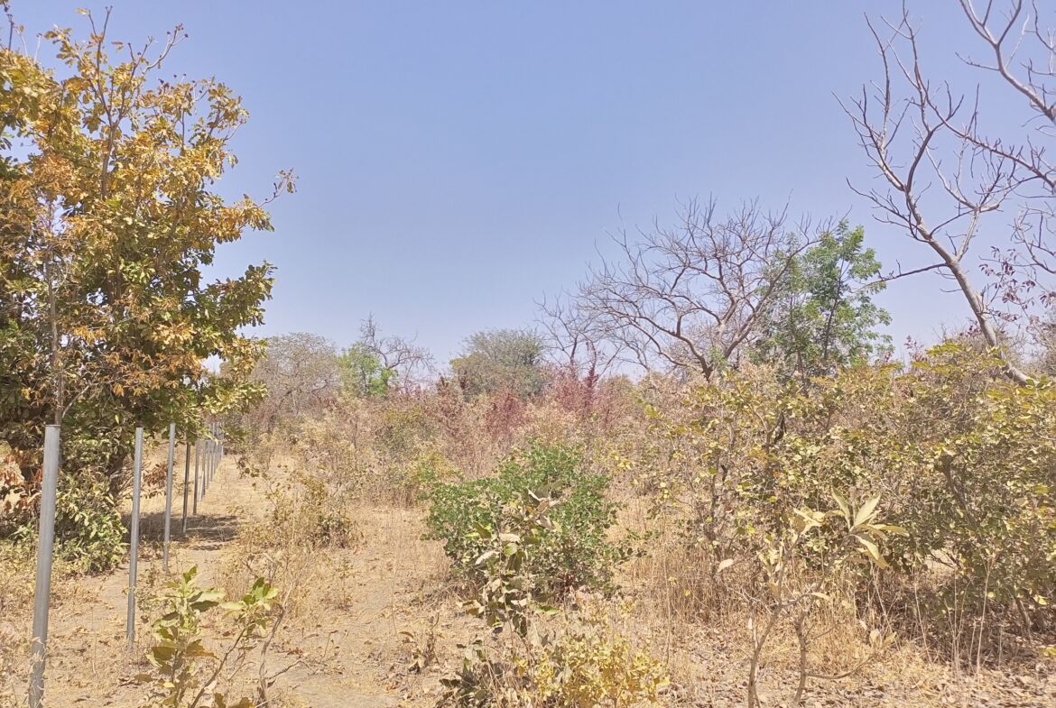 Un terrain de 19 546 M² en vente à Pabré